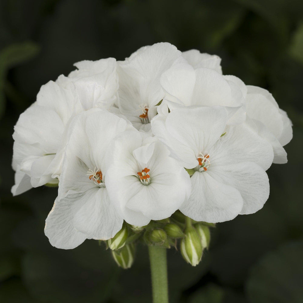 Pelargonium zonal 'Americana White' ~ Americana® White Zonal Geranium-ServeScape