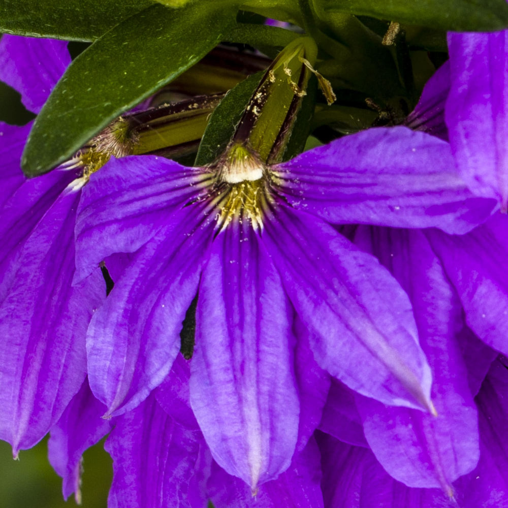 Scaevola aemula 'Bombay Dark Blue' ~ Bombay® Dark Blue Fan Flower-ServeScape