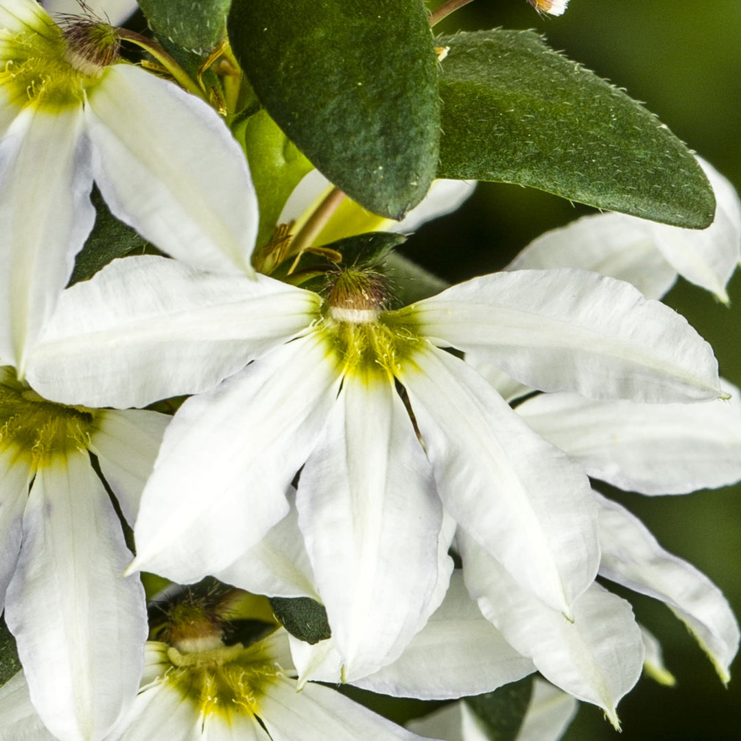 Scaevola aemula 'Bombay White' ~ Bombay® White Fan Flower-ServeScape