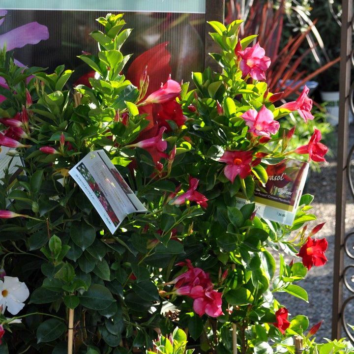 Mandevilla x 'Sumandecripi' PP #18,578 ~ Sun Parasol® Pink Mandevilla-ServeScape
