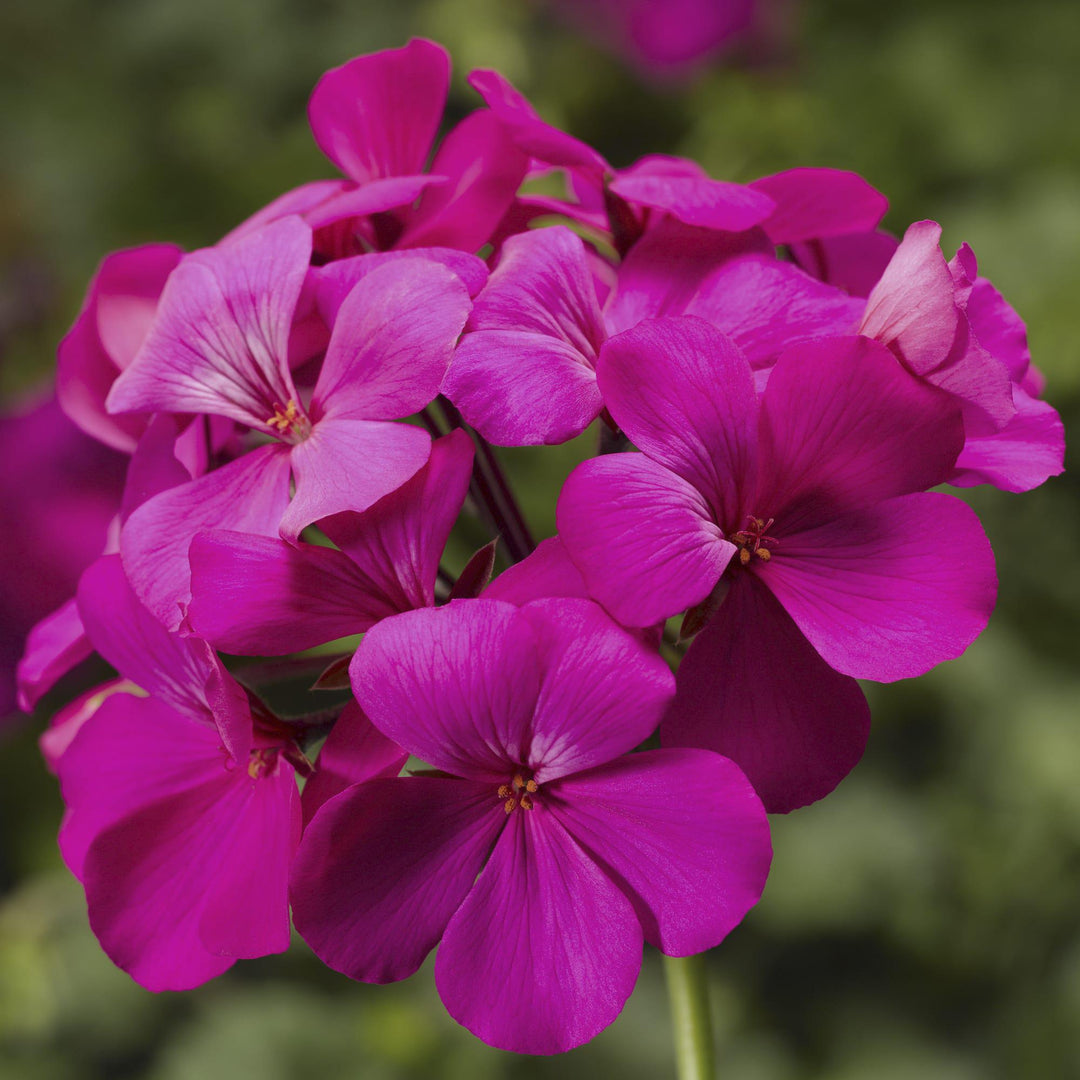 Pelargonium interspecific 'Caliente Lavender Imp' ~ Caliente® Lavender Improved Geranium-ServeScape
