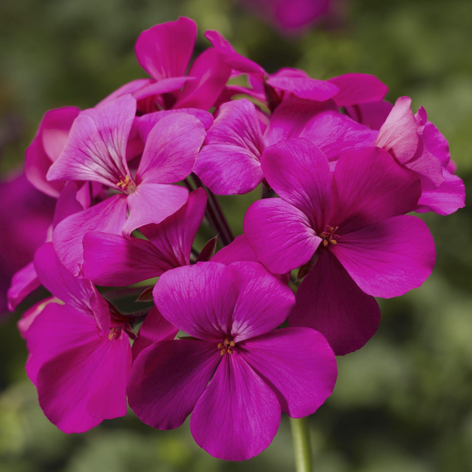 Pelargonium interspecific 'Caliente Lavender Imp' ~ Caliente® Lavender Improved Geranium-ServeScape