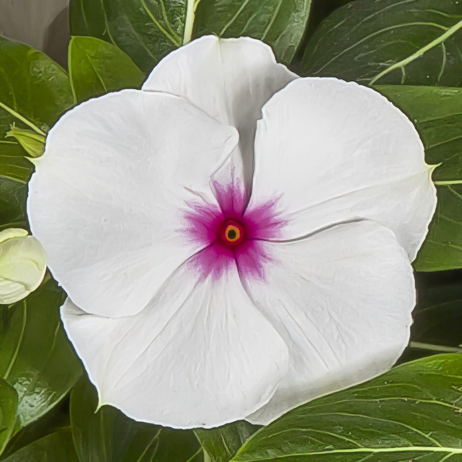 Catharanthus roseus 'Cora XDR Polka Dot' ~ Cora® XDR Polka Dot Vinca-ServeScape