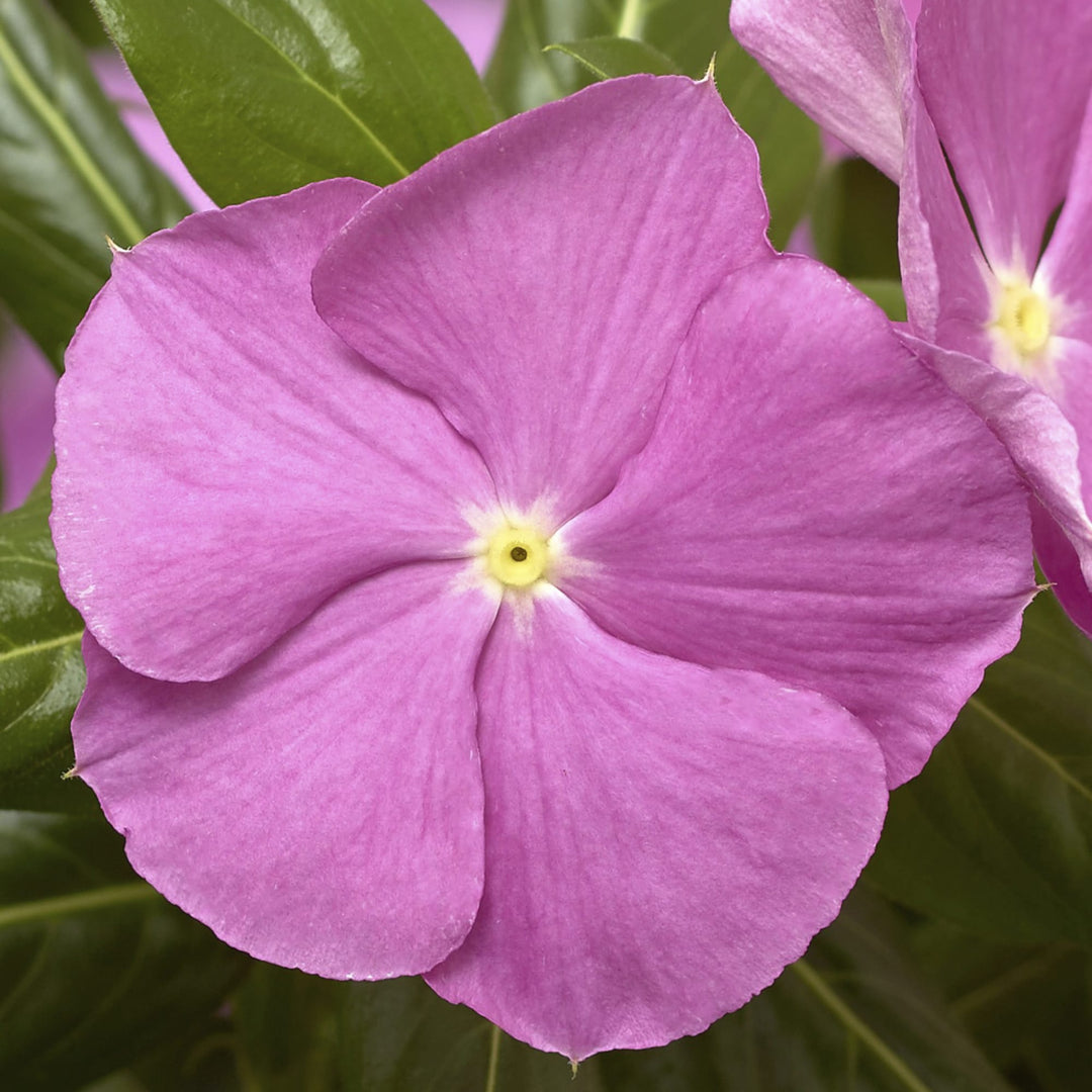 Catharanthus roseus 'Cora Cascade Lavender with Eye' ~ Cora® Cascade Lavender With Eye Vinca-ServeScape