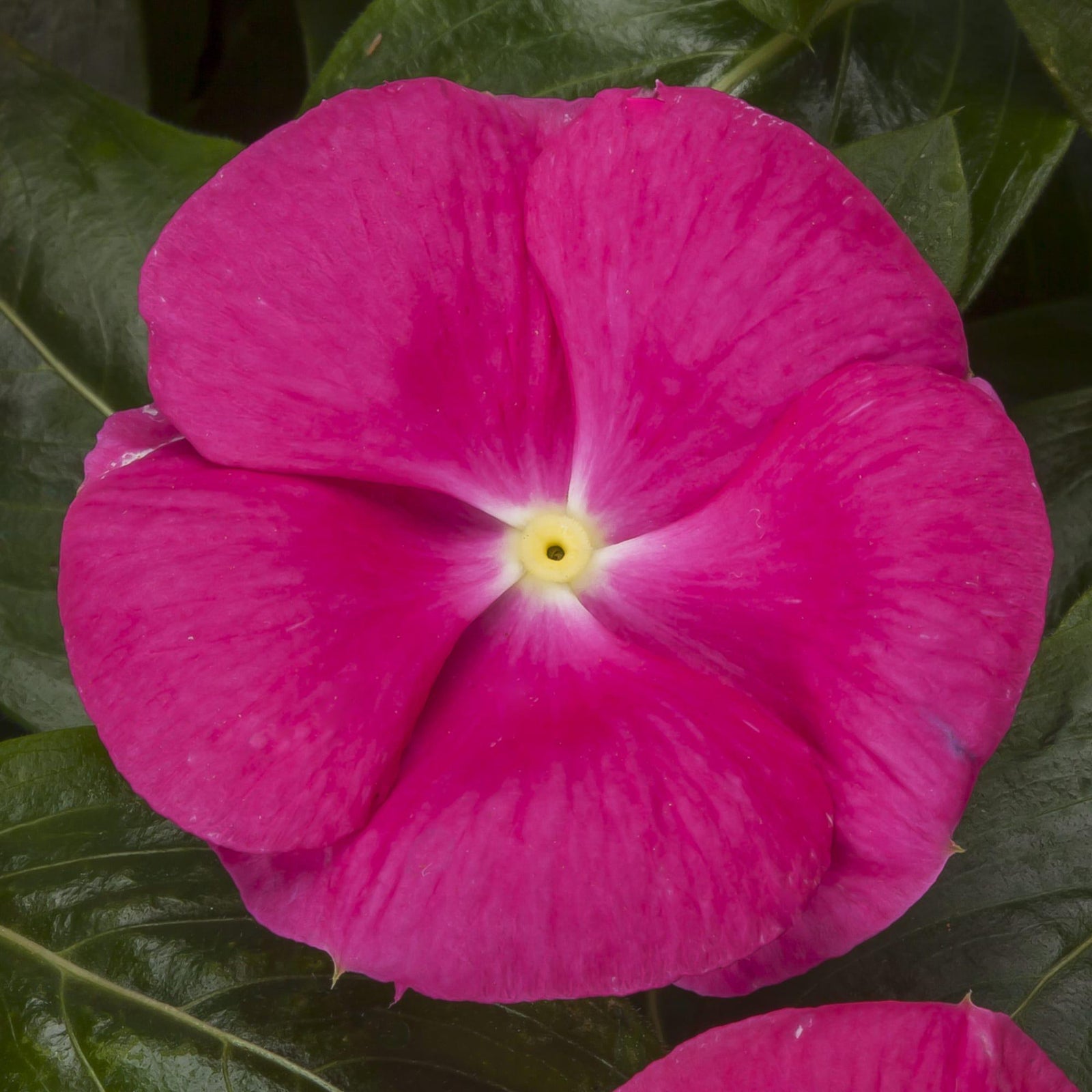 Catharanthus roseus 'Cora Cascade Bright Rose' ~ Cora® Cascade Bright Rose Vinca-ServeScape