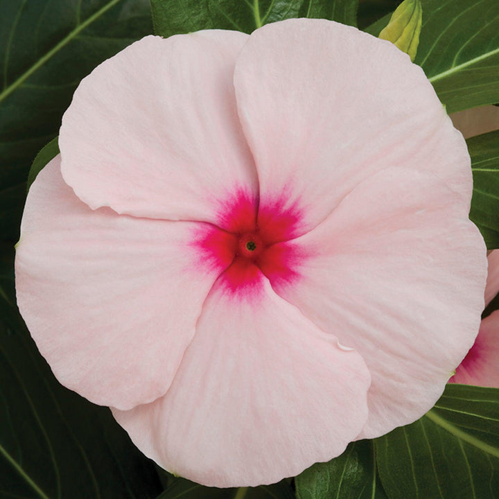 Catharanthus roseus 'Cora XDR Apricot' ~ Cora® XDR Apricot Vinca-ServeScape