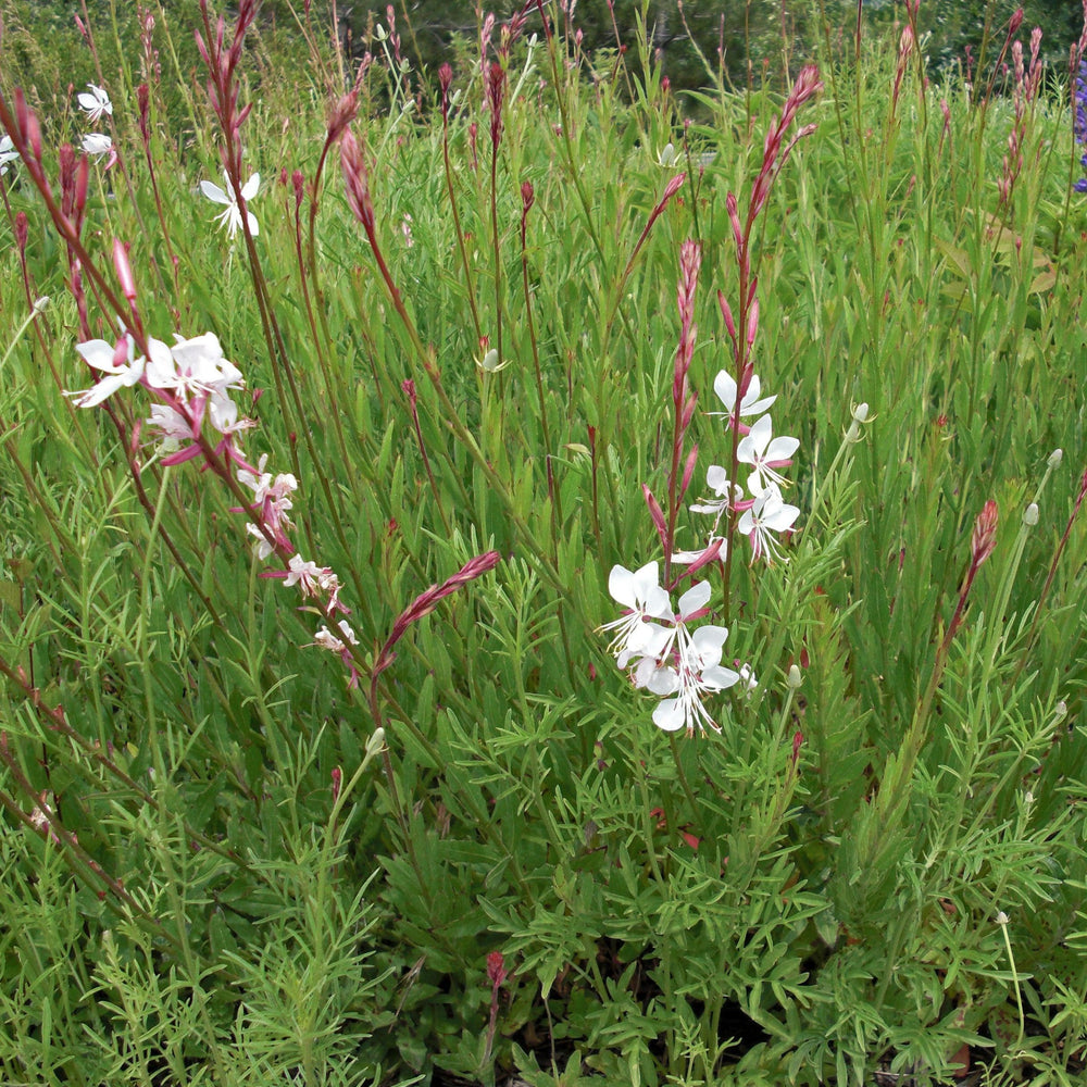 Gaura lindheimeri 'Whirling Butterflies' ~ Whirling Butterflies Gaura-ServeScape