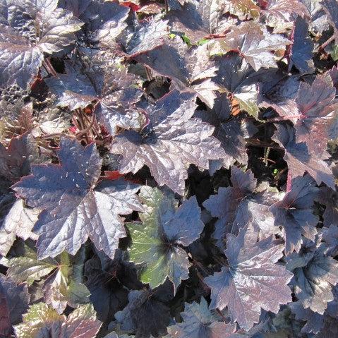 Heuchera 'Blackout' ~ Blackout Coral Bells-ServeScape