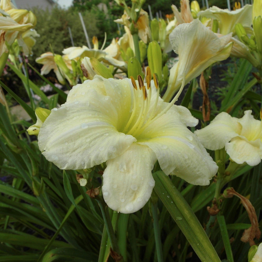 Hemerocallis 'Joan Senior' ~ Joan Senior Daylily-ServeScape