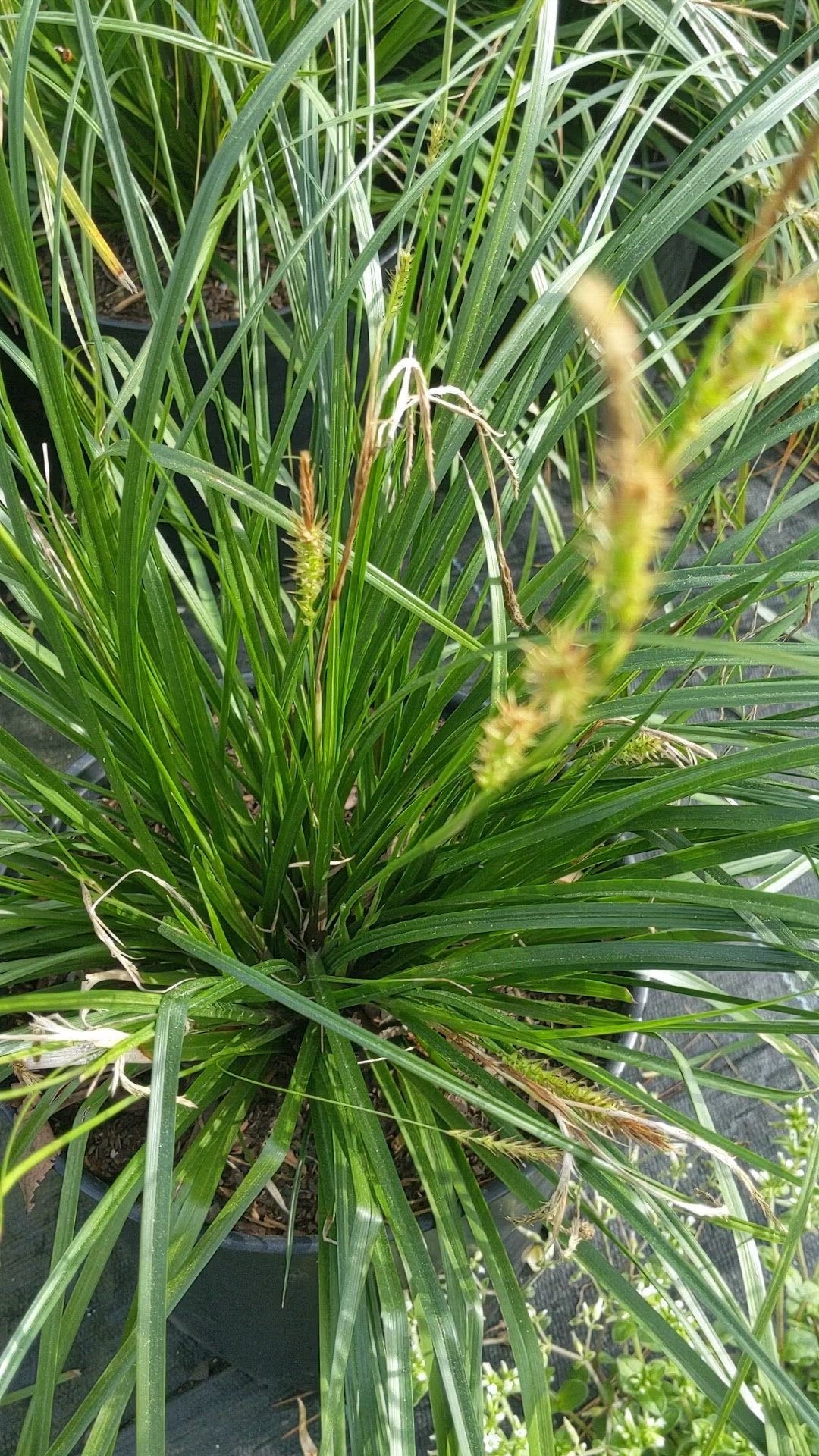 Carex amphibola ~ Creek Sedge