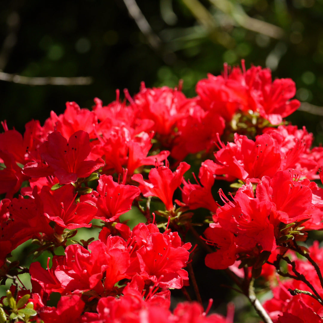 Azalea x 'Trouper' ~ Trouper Azalea-ServeScape