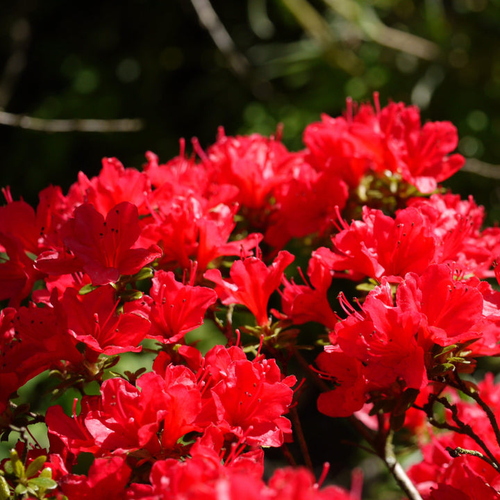 Azalea x 'Trouper' ~ Trouper Azalea-ServeScape
