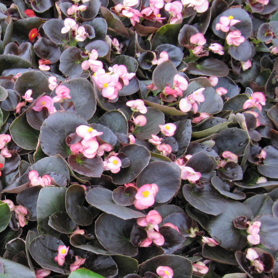 Begonia 'Bronze Leaf Pink' ~ Bronze Leaf Pink Begonia-ServeScape