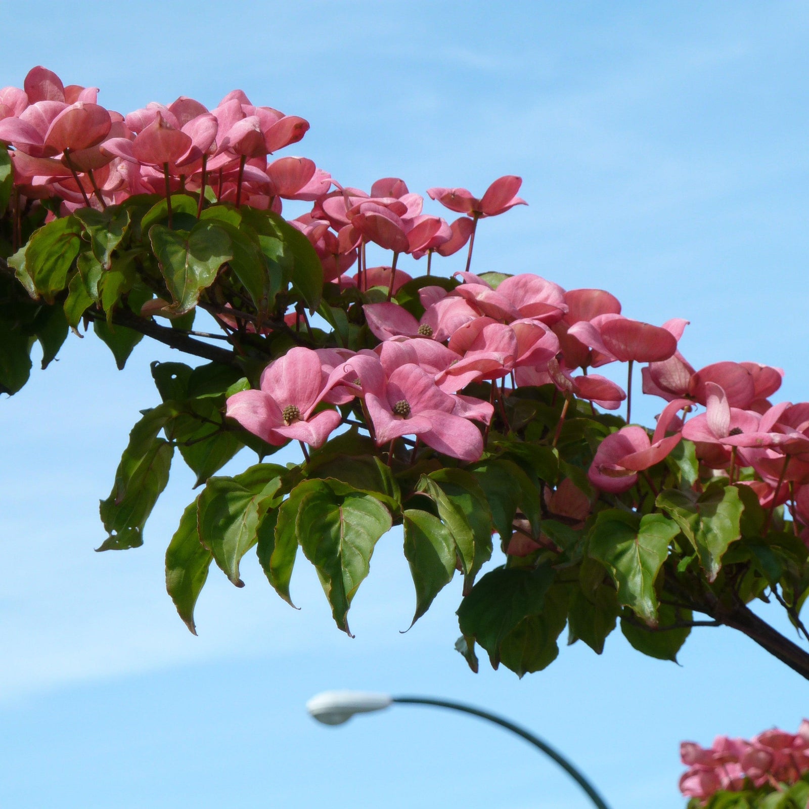 Cornus kousa 'Satomi' ~ Satomi Dogwood-ServeScape