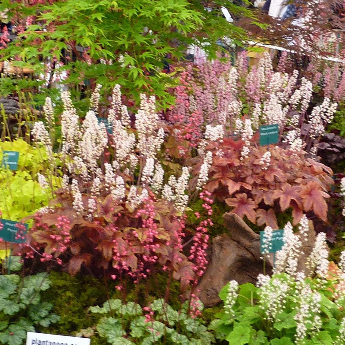 Heucherella ‘Peach Tea’ ~ Peach Tea Foamy Bells-ServeScape