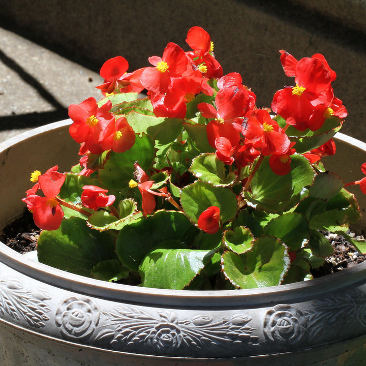 Begonia 'Green Leaf Red' ~ Green Leaf Red Begonia-ServeScape