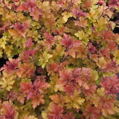 Heucherella 'Redstone Falls' ~ Falls™ Redstone Falls Foamy Bells-ServeScape