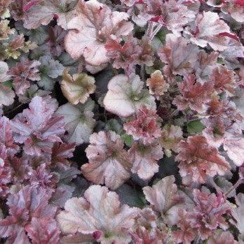 Heucherella 'Cracked Ice' ~ Cracked Ice Coral Bells, Alumroot-ServeScape