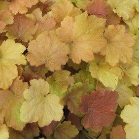 Heuchera x 'Carnival Coffee Bean' ~ Carnival™ Coffee Bean Coral Bells-ServeScape