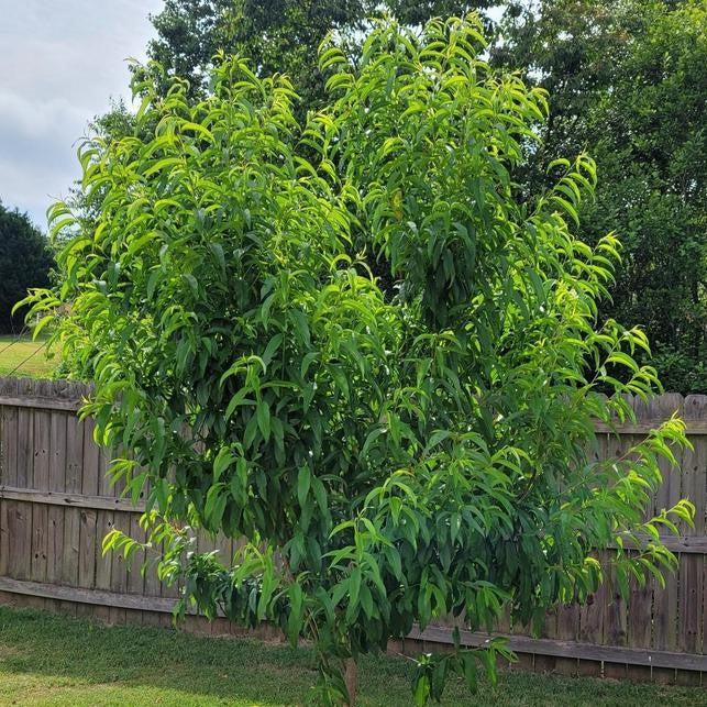 Prunus persica 'Elberta' ~ Elberta Peach-ServeScape