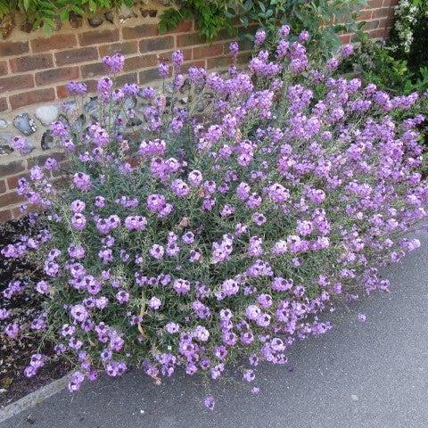 Erysimum 'Bowles's Mauve' ~ Bowles's Mauve Erysimum-ServeScape