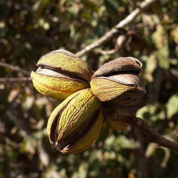 Carya illinoinensis 'Caddo' ~ Caddo Pecan-ServeScape