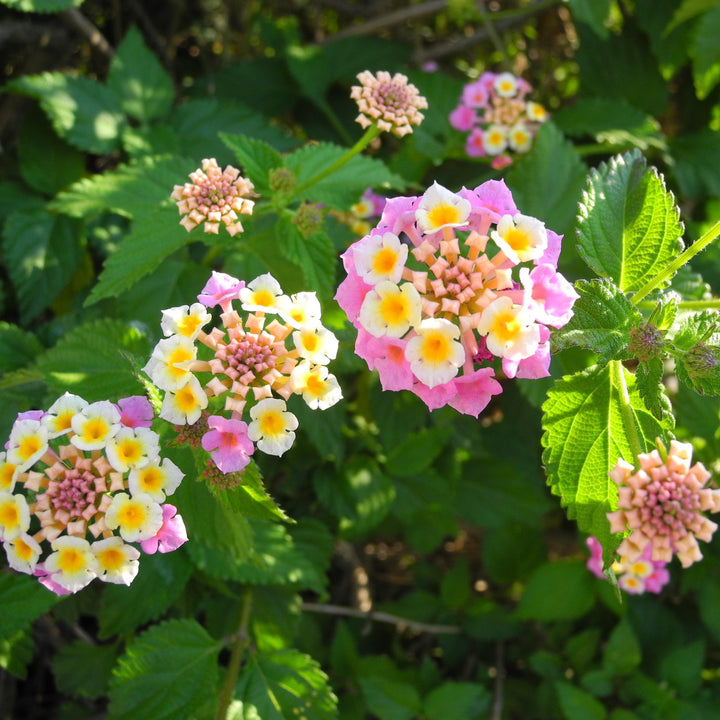 Lantana camara 'Bant Pin09' PP #20,555 ~ Bandana® Pink Improved Lantana-ServeScape
