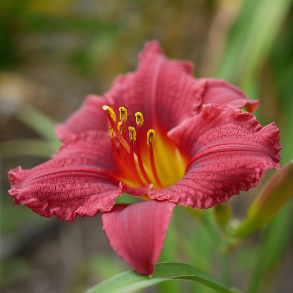 Hemerocallis 'Little Business' ~ Little Business Daylily-ServeScape