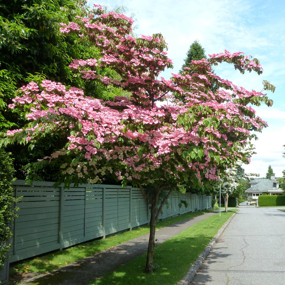 Cornus kousa 'Satomi' ~ Satomi Dogwood-ServeScape