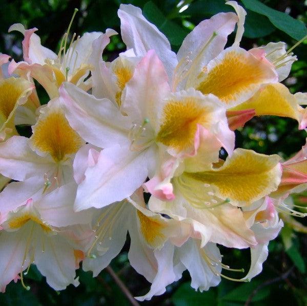 Rhododendron 'High Tide' ~ High Tide Aromi Azalea-ServeScape