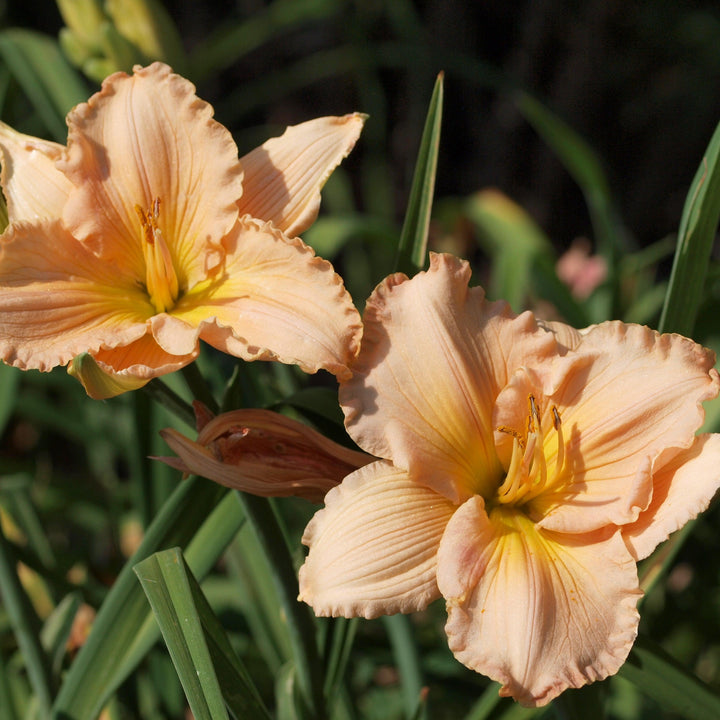 Hemerocallis 'Fairy Tale Pink' ~ Fariy Tale Pink Daylily-ServeScape
