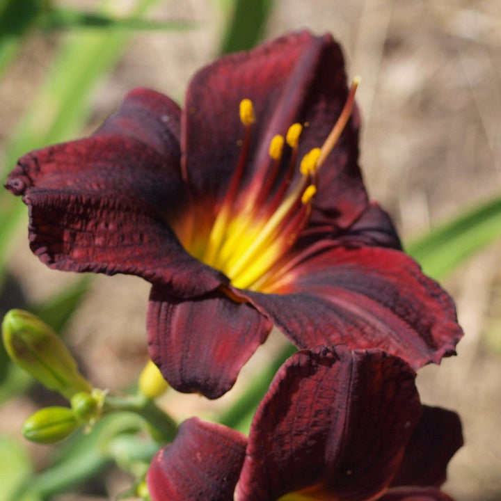Hemerocallis 'Raspberry Suede' ~ Raspberry Suede Daylily-ServeScape