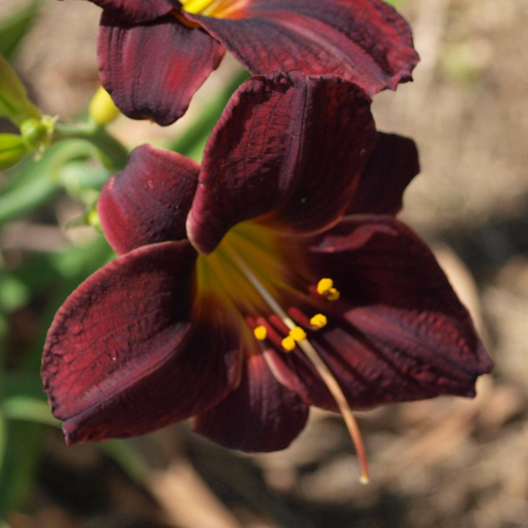 Hemerocallis 'Raspberry Suede' ~ Raspberry Suede Daylily-ServeScape