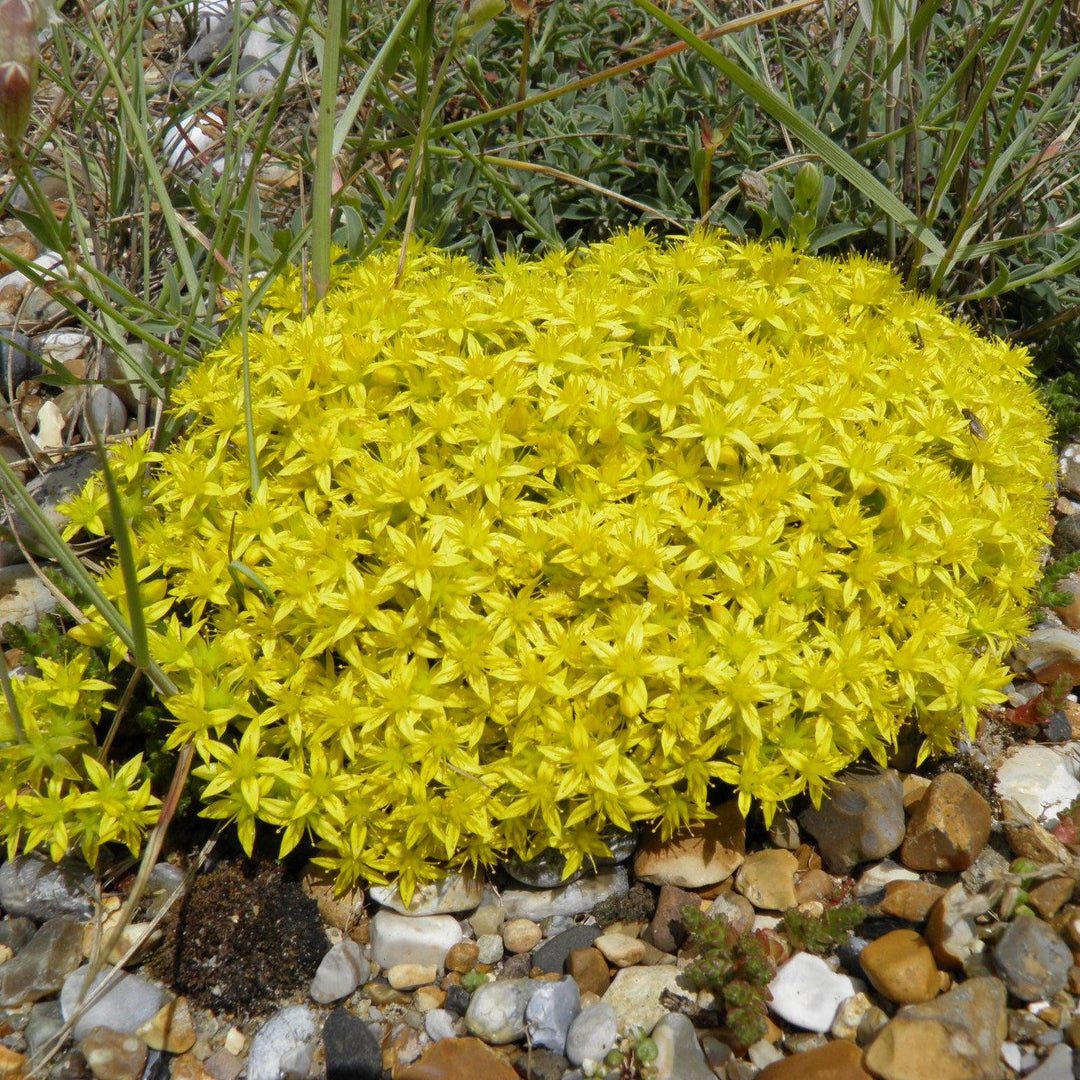 Sedum acre var aurea ~ Gold Moss Sedum-ServeScape