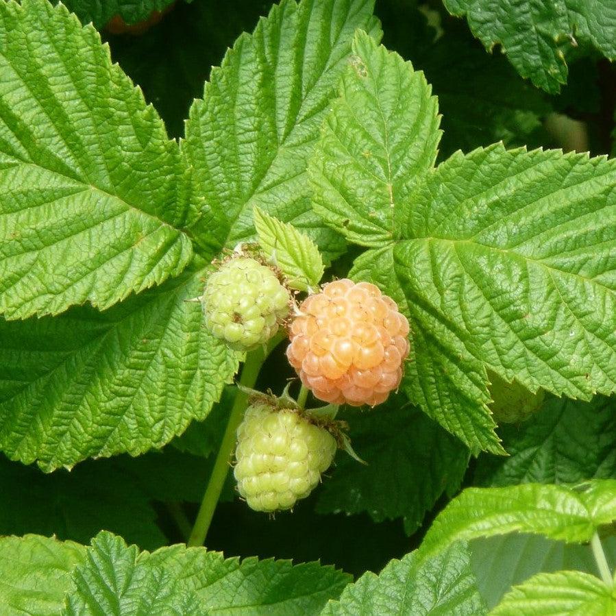 Rubus idaeus var. strigosus 'Fall Gold' ~ Fall Gold Everbearing Raspberry-ServeScape