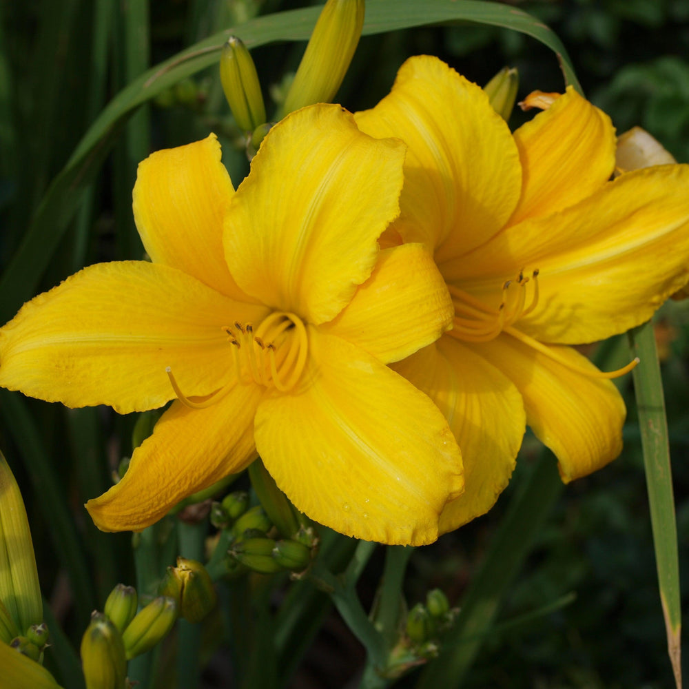 Hemerocallis 'Buttered Popcorn' ~ Buttered Popcorn Daylily-ServeScape