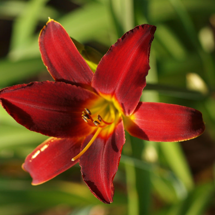 Hemerocallis Tetraploid Hybrids ~Tetraploid Hybrids Daylily-ServeScape