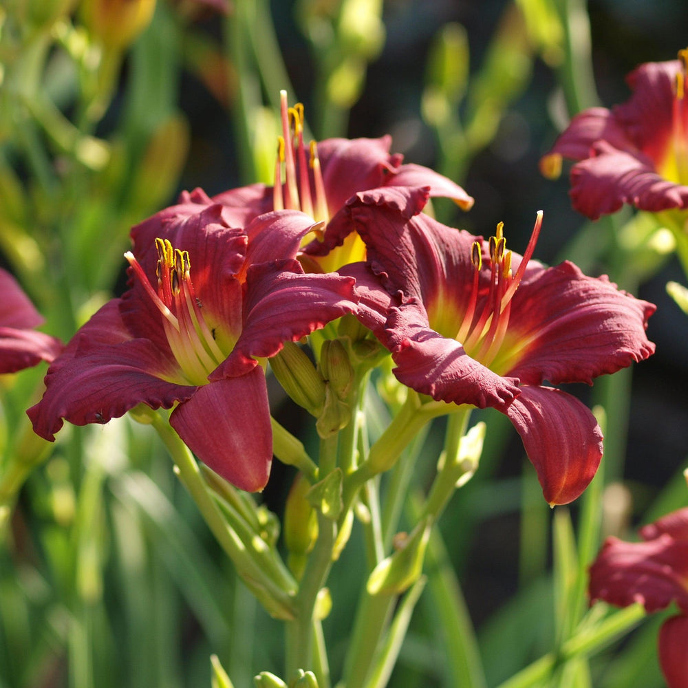 Hemerocallis 'Pardon Me' ~ Pardon Me Daylily-ServeScape