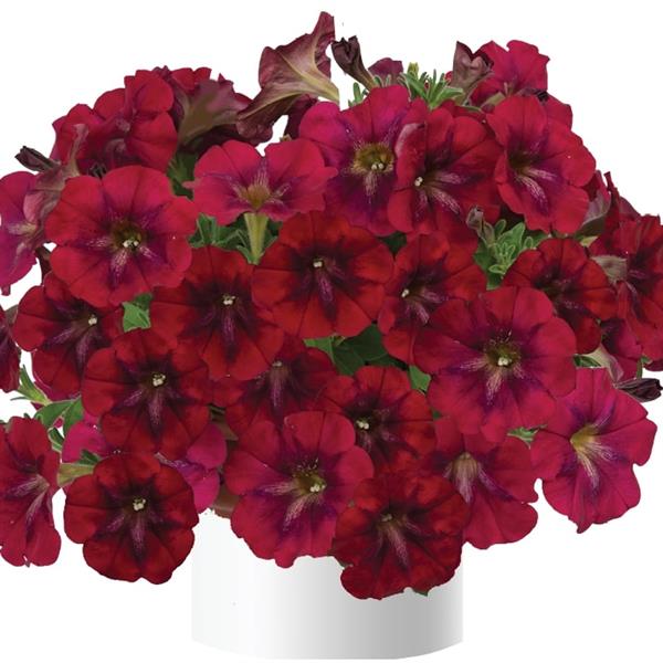 Petunia x 'Bordeaux' ~ Bordeaux Ray™ Petunia-ServeScape