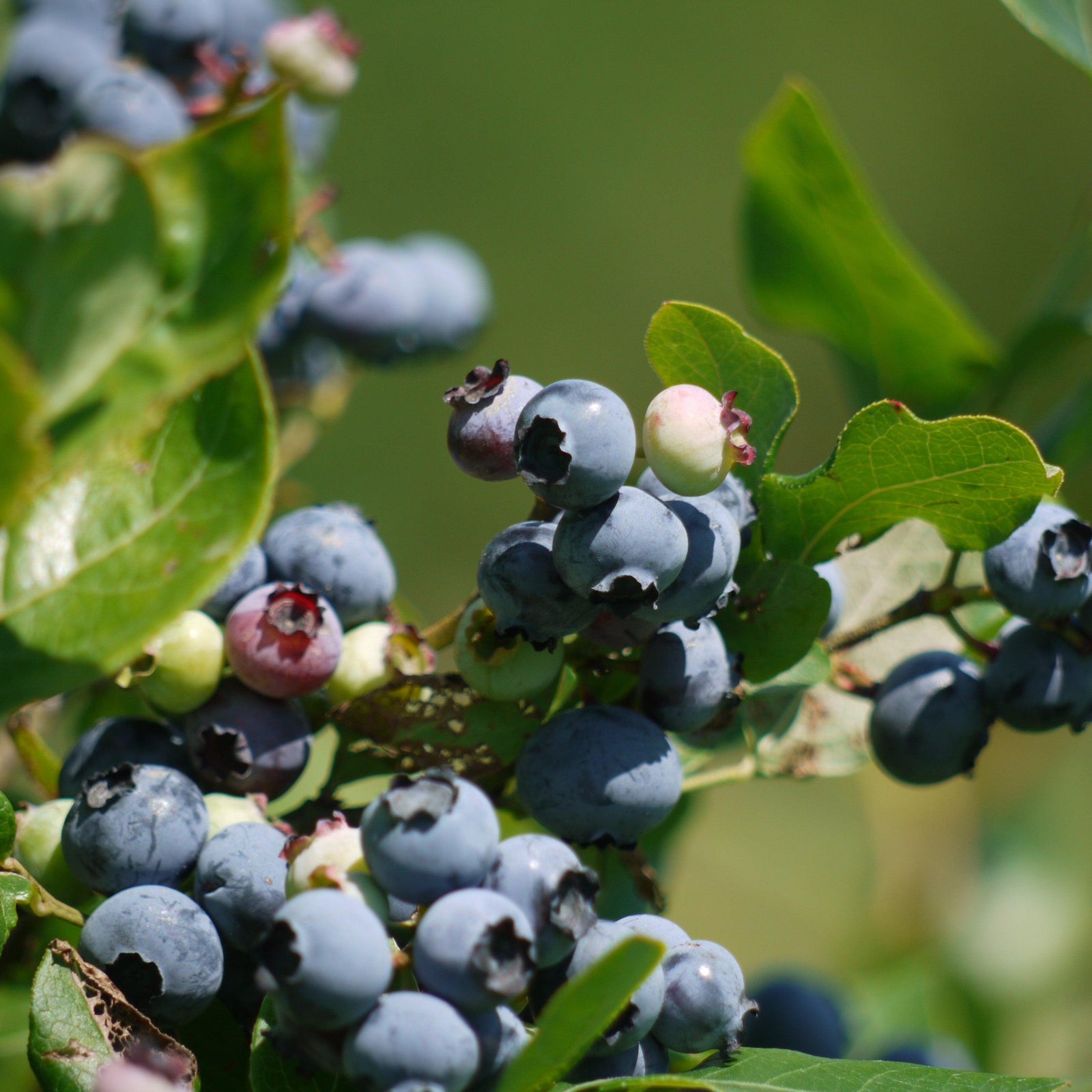 Vaccinium ashei 'Alapaha' PP16266 ~ Downhome Harvest® Bless Your Heart® Blueberry-ServeScape