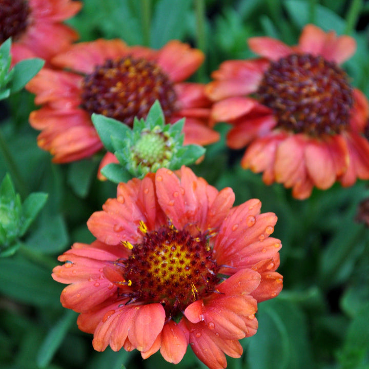 Gaillardia aristata 'Barbican Red' ~ Barbican™ Red Blanket Flower-ServeScape