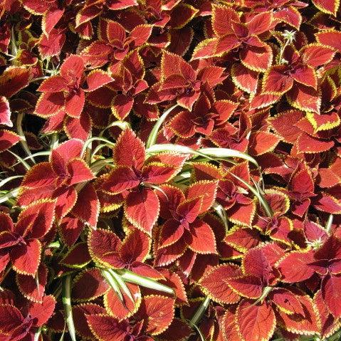Solenostemon scutellarioides 'Oxblood’ ~ Oxblood Coleus-ServeScape