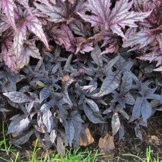 Ipomoea batatas ‘Blackie' ~ Proven Accents® Blackie Sweet Potato-ServeScape