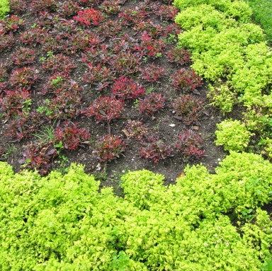 Alternanthera 'Chartreuse' ~ Chartreuse Joseph's Coat-ServeScape