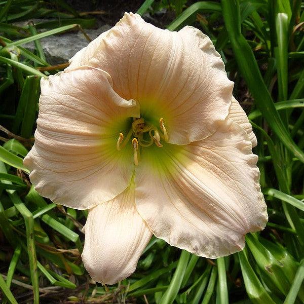 Hemerocallis 'Barbara Mitchell' ~ Barbara Mitchell Daylily-ServeScape