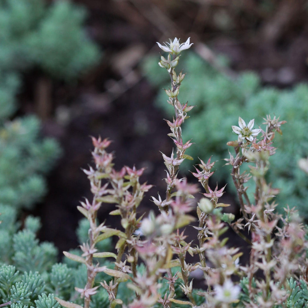 Sedum hispanicum var. minus ~ Dwarf Spanish Stonecrop-ServeScape