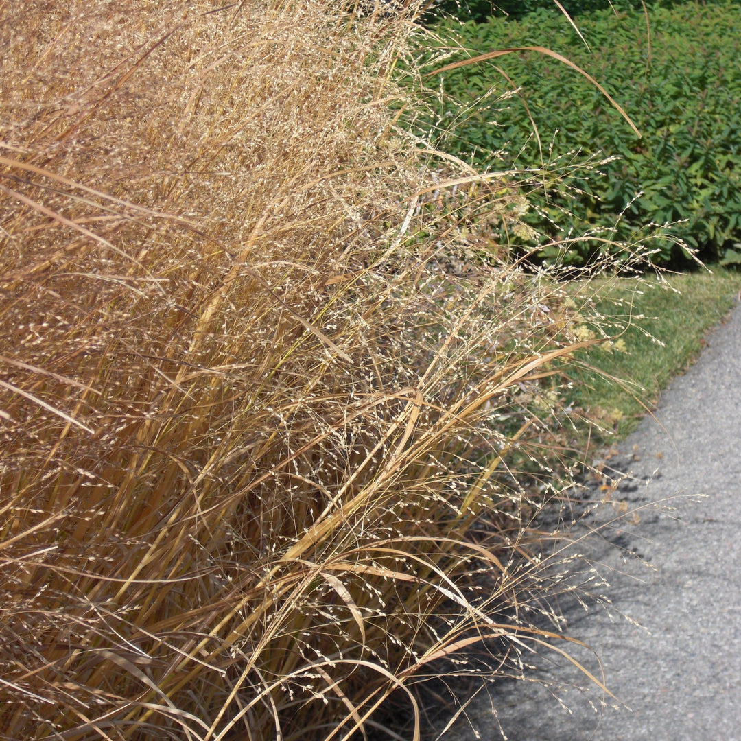 Panicum virgatum 'Heavy Metal' ~ Heavy Metal Switch Grass-ServeScape