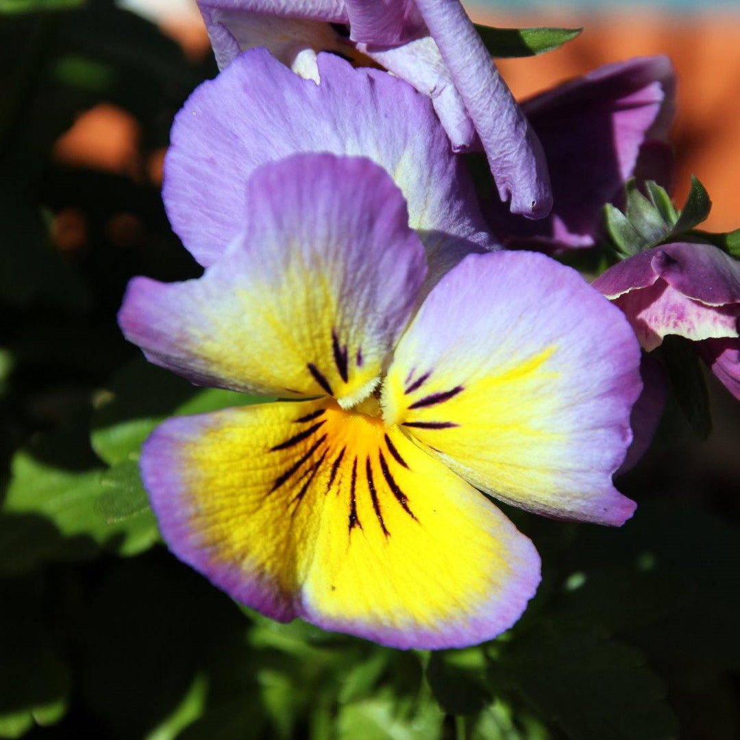 Viola x wittrockiana 'Cool Wave Blueberry Swirl' ~ Cool Wave® Blueberry Swirl Pansy-ServeScape
