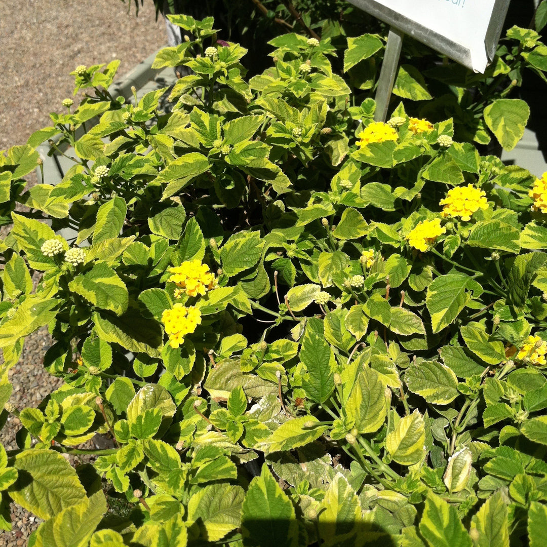 Lantana camara 'Samantha' ~ Samantha Lantana-ServeScape