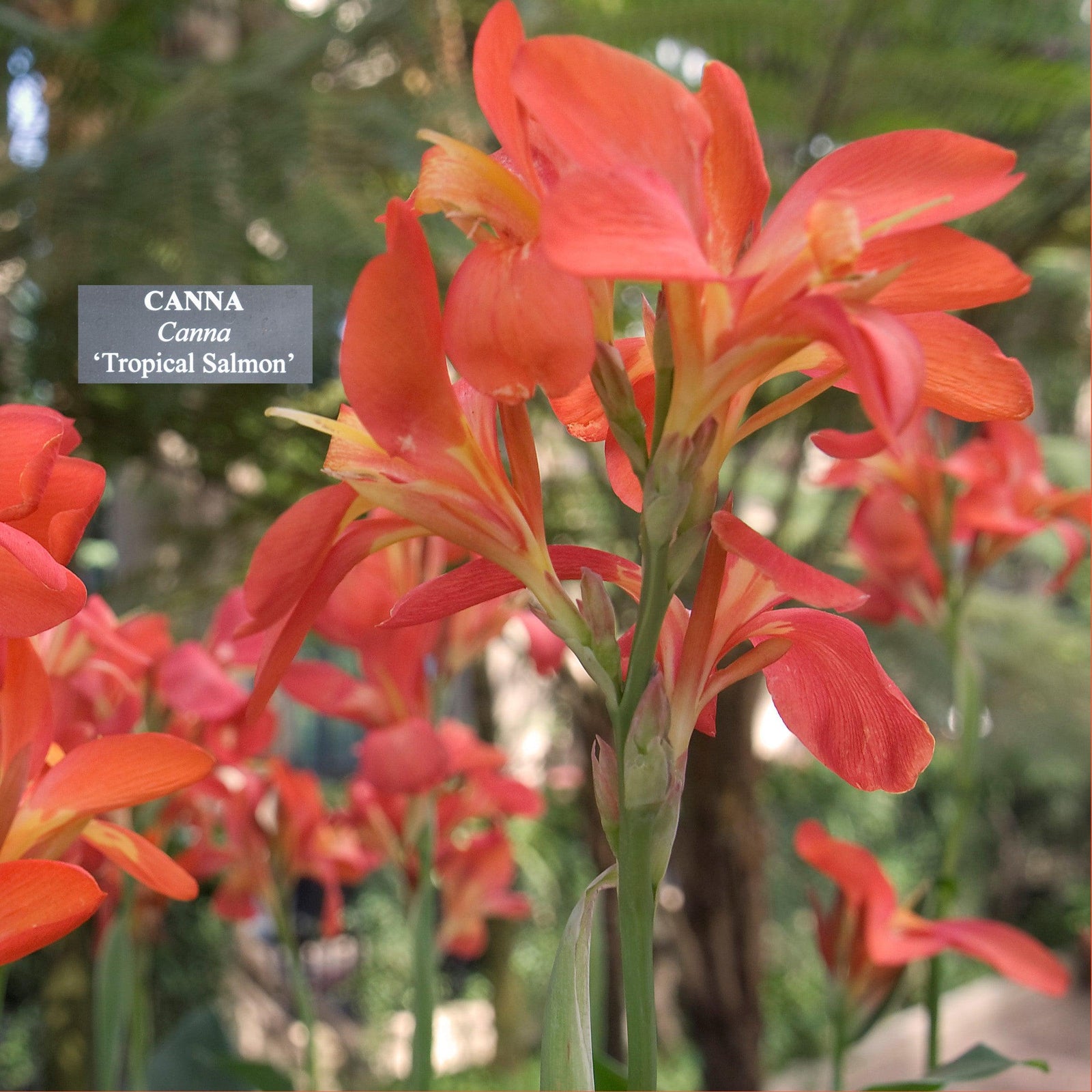 Canna x generalis 'Tropical Salmon' ~ Tropical™ Salmon Canna Lily-ServeScape
